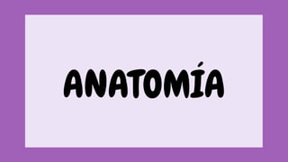 Anatomia Rosa Presentación Sistemas del Cuerpo Humano Anatomía Ilustrado Rosa.pdf