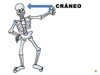 CRÁNEO

 