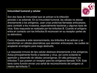 Inmunidad humoral y celular Son dos tipos de inmunidad que se activan si la infección persiste o se extiende. En la inmunidad humoral, las células no atacan directamente a los antígenos, usan unas proteínas llamadas anticuerpos, para combatir a los invasores, especialmente bacterias y algunos tipos de virus. Esta respuesta es realizada por los linfocitos B. Cuando el antígeno entra en contacto con los linfocitos B reconocen en su receptor partes de su estructura. Como respuesta a este reconocimiento, los linfocitos B se activan y se transforman en células plasmáticas que secretan anticuerpos, las cuales se acoplarán al antígeno para luego destruirlo. La respuesta inmune de tipo celular destroza directamente a los antígenos. Actúa principalmente frente a bacterias y virus, así como evitando la aparición y desarrollo de células cancerígenas. En ella participan los linfocitos T que poseen un receptor para los antígenos llamado TCR. Este tiene como función enviar una señal de reconocimiento del antígeno al interior del linfocito T. 