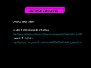 SISTEMA INMUNOLÓGICO Observa estos videos  Células T productoras de antígenos http://www.juntadeandalucia.es/averroes/manuales/materiales_tic/INMUNOLOGIA/flash/formacion_anticuerpos.swf Linfocito T citotóxico http://highered.mcgraw-hill.com/sites/0072943696/student_view0/chapter14/animation__cytotoxic_t-cell_activity_against_target_cells__quiz_1_.html 