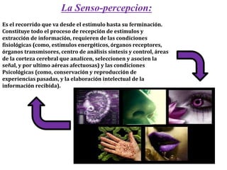 La Senso-percepcion:
Es el recorrido que va desde el estimulo hasta su ferminación.
Constituye todo el proceso de recepción de estímulos y
extracción de información, requieren de las condiciones
fisiológicas (como, estímulos energéticos, órganos receptores,
órganos transmisores, centro de análisis síntesis y control, áreas
de la corteza cerebral que analicen, seleccionen y asocien la
señal, y por ultimo aéreas afectuosas) y las condiciones
Psicológicas (como, conservación y reproducción de
experiencias pasadas, y la elaboración intelectual de la
información recibida).
 