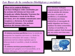 Las Bases de la conducta (biológicas y sociales):
*Bases de la conducta Biológica:
Las bases biológicas están constituidas por
las acciones del sistema nervioso (está
formado por células llamadas Neuronas (las
cuales funcionan a través de las fibras
nerviosas, sirve de eslabón comunicante entre
receptores y efectores). Es la unidad
funcional del sistema), y las acciones
químicas del sistema endocrino.
Tres sistemas trabajan
conjuntamente para llevar a
cabo la misión del sistema
nervioso: el central, el
periférico y el autónomo
-El sistema nervioso
central (es el encargado de
emitir impulsos nerviosos y
analizar los datos sensoriales,
e incluye el encéfalo y la
médula espinal. Está formado
por un centro nervioso muy
voluminoso).
- El sistema nervioso periférico (tiene la misión de
transportar los impulsos nerviosos a y desde las
numerosas estructuras del cuerpo, e incluye
numerosos nervios cráneo espinales que se
bifurcan desde el encéfalo y desde la médula
espinal).
- EL sistema nervioso parasimpático (está
compuesto por ganglios en el mesencéfalo, en la
médula oblongata y en la región sacra).
 