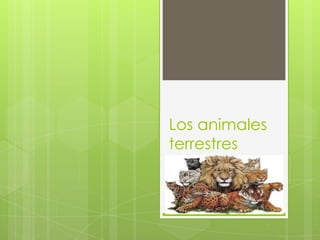 Los animales
terrestres
 