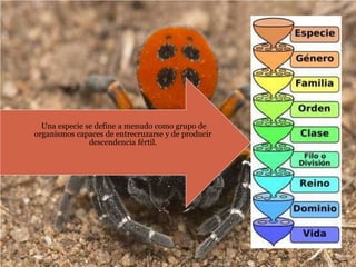 Una especie se define a menudo como grupo de
      organismos capaces de entrecruzarse y de producir
                     descendencia fértil.




Francisco M Lara Jimenez
 