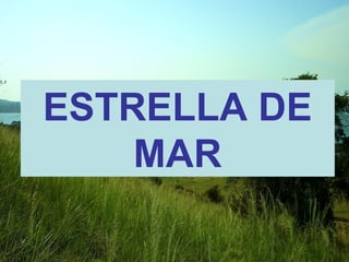 ESTRELLA DE 
MAR 
 