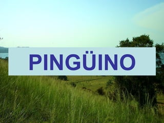 PINGÜINO 
 
