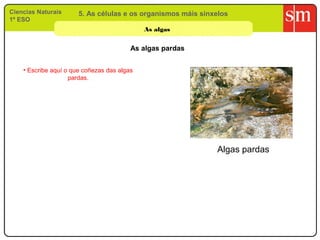 Ciencias Naturais      5. As células e os organismos máis sinxelos
1º ESO
                                             As algas


                                         As algas pardas


    • Escribe aquí o que coñezas das algas
                    pardas.




                                                              Algas pardas
 