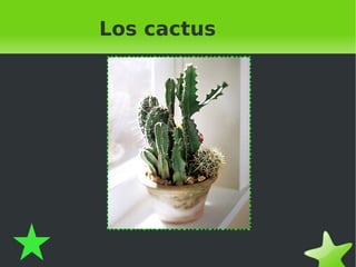 Los cactus 