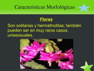 Características Morfológicas Flores Son solitarias y hermafroditas; tambièn pueden ser en muy raros casos, unisexsuales. 
