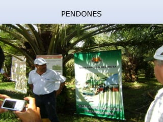 PENDONES
 