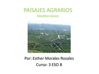 PAISAJES AGRARIOS
Mediterráneo
Por: Esther Morales Rosales
Curso: 3 ESO B
 