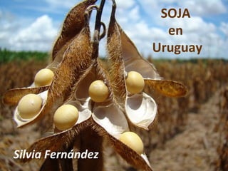SOJA
en
Uruguay
Silvia Fernández
 