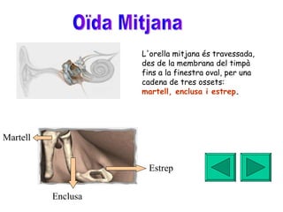 Oïda Mitjana  L'orella mitjana és travessada, des de la membrana del timpà fins a la finestra oval, per una cadena de tres ossets:  martell, enclusa i estrep . Estrep Enclusa Martell 