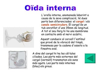 Oïda interna L'orella interna, anomenada laberint a causa de la seva complicació, té dues parts ben diferenciades: el  cargol   i els  canals semicirculars . El cargol és un tub enrotllat d'uns 35mm de longitud. A tot el seu llarg hi ha una membrana en contacte amb el nervi acústic. Aquest condueix al cervell l'estímul que prové de la vibració del timpà, transmesa per la cadena d'ossets a la finestra oval. A dins del cargol hi ha les cèl·lules ciliades. Les parts més externes del cargol (vermell) transmeten els sons més aguts. Les parts més internes (blau) els greus.  