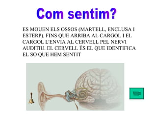 Com sentim? ES MOUEN ELS OSSOS (MARTELL, ENCLUSA I ESTERP), FINS QUE ARRIBA AL CARGOL I EL CARGOL L'ENVIA AL CERVELL PEL NERVI AUDITIU. EL CERVELL ÉS EL QUE IDENTIFICA EL SO QUE HEM SENTIT   