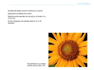 En la naturaleza 55 espirales en un sentido y 89 en el otro ó 89 y 144 Cantidad de abejas macho y hembra en un panal. Disposición de pétalos de una flor Distancia entre espirales de una piña y el número: 8 y 13 o 5 y 8. En las margaritas, las semillas están en 21 y 34 espirales 