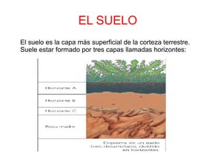 EL SUELO
El suelo es la capa más superficial de la corteza terrestre.
Suele estar formado por tres capas llamadas horizontes:
 