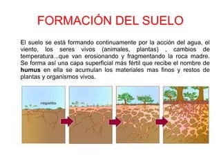 FORMACIÓN DEL SUELO
El suelo se está formando continuamente por la acción del agua, el
viento, los seres vivos (animales, plantas) , cambios de
temperatura...que van erosionando y fragmentando la roca madre.
Se forma así una capa superficial más fértil que recibe el nombre de
humus en ella se acumulan los materiales mas finos y restos de
plantas y organismos vivos.
 