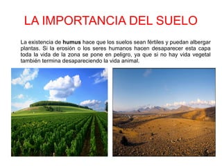 LA IMPORTANCIA DEL SUELO
La existencia de humus hace que los suelos sean fértiles y puedan albergar
plantas. Si la erosión o los seres humanos hacen desaparecer esta capa
toda la vida de la zona se pone en peligro, ya que si no hay vida vegetal
también termina desapareciendo la vida animal.
 