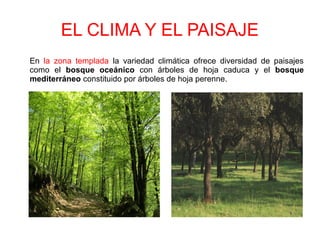 EL CLIMA Y EL PAISAJE
En la zona templada la variedad climática ofrece diversidad de paisajes
como el bosque oceánico con árboles de hoja caduca y el bosque
mediterráneo constituido por árboles de hoja perenne.
 