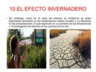 10.EL EFECTO INVERNADERO
● Sin embargo, como en el resto del planeta, en Andalucía se están
detectando anomalías en las temperaturas medias anuales y un descenso
en las precipitaciones, lo que repercute en un aumento de las temperaruras
y la propagación de sequías en las cuencas de los ríos.
 