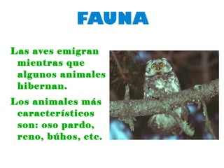 FAUNA
Las aves emigran
mientras que
algunos animales
hibernan.
Los animales más
característicos
son: oso pardo,
reno, búhos, etc.