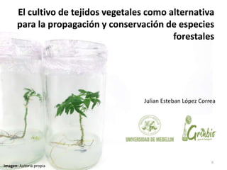 El cultivo de tejidos vegetales como alternativa
para la propagación y conservación de especies
forestales
Julian Esteban López Correa
0
Imagen: Autoría propia
 