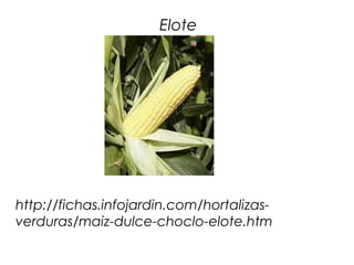 Elote




http://fichas.infojardin.com/hortalizas-
verduras/maiz-dulce-choclo-elote.htm
 