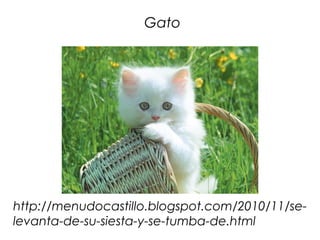 Gato




http://menudocastillo.blogspot.com/2010/11/se-
levanta-de-su-siesta-y-se-tumba-de.html
 