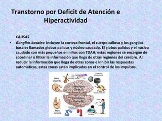 Transtorno por Deficit de Atención e
           Hiperactividad

    CAUSAS
•   Ganglios basales: Incluyen la corteza frontal, el cuerpo calloso y los ganglios
    basales llamados globus palidus y núcleo caudado. El globus palidus y el núcleo
    caudado son más pequeños en niños con TDAH; estas regiones se encargan de
    coordinar o filtrar la información que llega de otras regiones del cerebro. Al
    reducir la información que llega de otras zonas e inhibir las respuestas
    automáticas, estas zonas están implicadas en el control de los impulsos.
 