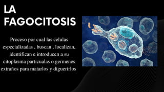 LA
FAGOCITOSIS
Proceso por cual las celulas
especializadas , buscan , localizan,
identifican e introducen a su
citoplasma particualas o germenes
extraños para matarlos y diguerirlos
 