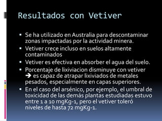 Resultados con Vetiver

 Se ha utilizado en Australia para descontaminar
  zonas impactadas por la actividad minera.
 Vetiver crece incluso en suelos altamente
  contaminados
 Vetiver es efectiva en absorber el agua del suelo.
 Porcentaje de lixiviacion disminuye con vetiver
   es capaz de atrapar lixiviados de metales
  pesados, especialmente en capas superiores.
 En el caso del arsénico, por ejemplo, el umbral de
  toxicidad de las demás plantas estudiadas estuvo
  entre 1 a 10 mgKg-1, pero el vetiver toleró
  niveles de hasta 72 mgKg-1.
 