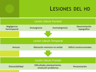 L ESIONES              DEL HD

                         Lesión Lóbulo Parietal
 Negligencia                                                      Desorientación
                     Anosognosia          Asomatognosia
hemiespacial                                                       topográfica



                        Lesión Lóbulo Temporal

      Amusia            Alteración memoria no verbal      Déficit construccionales




                         Lesión lóbulo Frontal
                         Dificultades planteamiento-
  Distractibilidad                                            Perseveración
                            resolución problemas
 