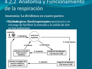 4.2.2 Anatomía y Funcionamiento
de la respiración
Anatomía: La dividimos en cuatro partes:
Esquema de su Funcionamiento:e...