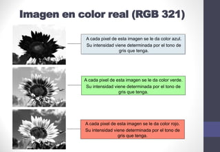 A cada pixel de esta imagen se le da color verde.
Su intensidad viene determinada por el tono de
gris que tenga.
A cada pixel de esta imagen se le da color rojo.
Su intensidad viene determinada por el tono de
gris que tenga.
A cada pixel de esta imagen se le da color azul.
Su intensidad viene determinada por el tono de
gris que tenga.
Imagen en color real (RGB 321)
 