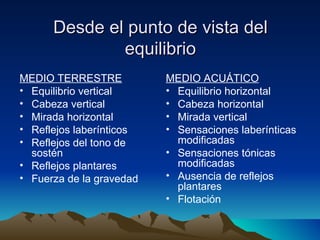 Desde el punto de vista del equilibrio MEDIO TERRESTRE Equilibrio vertical Cabeza vertical Mirada horizontal Reflejos laberínticos Reflejos del tono de sostén Reflejos plantares Fuerza de la gravedad MEDIO ACUÁTICO Equilibrio horizontal Cabeza horizontal Mirada vertical Sensaciones laberínticas modificadas Sensaciones tónicas modificadas Ausencia de reflejos plantares Flotación 