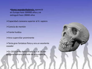 Homo neanderthalensis: apareció
   en Europa hace 300000 años y se
   extinguió hace 28000 años

Capacidad craneana superior al H. sapiens

Carecía de mentón

Frente huidiza

Arco superciliar prominente

Tenía gran fortaleza física y era un excelente
cazador

En 2010 se ha demostrado que el 2% del
genoma humano procede de esta especie
 