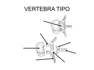 VERTEBRA TIPO CUERPO PEDÍCULO APÓFISIS TRANSVERSA LÁMINA APÓFISIS ESPINOSA APÓFISIS ARTICULAR AGUJERO VERTEBRAL 