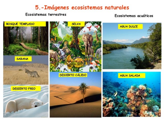 Resultado de imagen de los ecosistemas