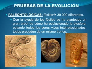 Ejem. huesos de las extremidades de diferentes mamíferos: murciélago, ballena y ser humano adaptaciones de una misma anatomía a usos distintos.