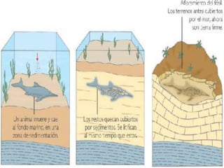 Ejem. órganos vestigiales: coxis en el ser humano; alas de las gallinas, avestruces, kiwis, emúes; pelvis y fémur en los cetáceos; elitros en los dípteros (moscas); 