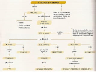Problemas que presentan los trasplantes El rechazo inmunológico. 