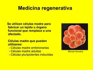 - El diagnostico de muerte se hará por un grupo de  médicos independiente del de trasplantes. 