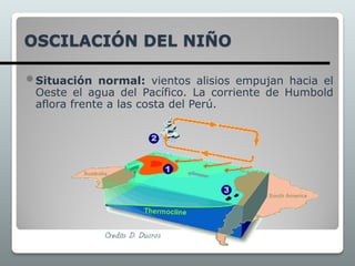 OSCILACIÓN DEL NIÑO
Situación normal: vientos alisios empujan hacia el
Oeste el agua del Pacífico. La corriente de Humbold
aflora frente a las costa del Perú.
 