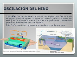 OSCILACIÓN DEL NIÑO
El niño: Periódicamente los alisios no soplan tan fuerte y no
empujan tanto las aguas. El agua se calienta junto a la costa de
Perú y se forma una borrasca que trae precipitaciones. También se
producen alteraciones del clima global.
Este fenómeno tiene consecuencias en la economía pesquera.
http://www.elmundo.es/elmundo/2002/graficos/ago/s4/elnino.html
 