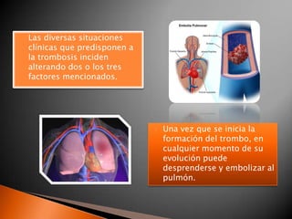 Las diversas situaciones clínicas que predisponen a la trombosis inciden alterando dos o los tres factores mencionados.Una vez que se inicia la formación del trombo, en cualquier momento de su evolución puede desprenderse y embolizar al pulmón.