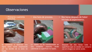 Observaciones
• Primeros cuarenta
minutos.
• Una hora de proceso. • Dos horas después de haber
iniciado el experimento.
Se comienza a observar una
ligera línea verde empezando
por los bordes de la zona no
lijada.
La «línea» se ha transformado en
una evidente mancha verde
cubriendo la superficie no lijada.
Después de dos horas toda la
superficie que no estaba en contacto
con el vinagre se volvió verde.
 