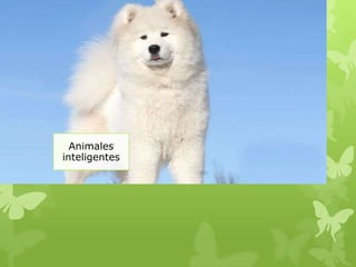 Animales
inteligentes
 