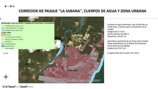 CORREDOR DE PAISAJE "LA SABANA", CUERPOS DE AGUA Y ZONA URBANA
cuerpos de agua perennes, que conforman un
límite físico o borde para el crecimiento de la
ciudad
longitud de 6.13 km
ancho máximo de 398 m
Superficie: 243.97 ha
geometría superficial de los flujos del humedal
hasta desembocar en la Bahía de Chetumal,
entre terrenos inundables
longitud de 23.61 km.
Longitud total del corredor 29.74 km.
 