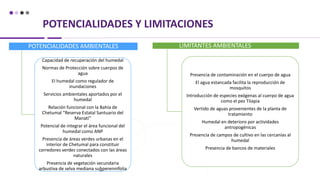 POTENCIALIDADES Y LIMITACIONES
POTENCIALIDADES AMBIENTALES
Capacidad de recuperación del humedal
Normas de Protección sobre cuerpos de
agua
El humedal como regulador de
inundaciones
Servicios ambientales aportados por el
humedal
Relación funcional con la Bahía de
Chetumal “Reserva Estatal Santuario del
Manatí”
Potencial de integrar el área funcional del
humedal como ANP
Presencia de áreas verdes urbanas en el
interior de Chetumal para constituir
corredores verdes conectados con las áreas
naturales
Presencia de vegetación secundaria
arbustiva de selva mediana subperennifolia
LIMITANTES AMBIENTALES
Presencia de contaminación en el cuerpo de agua
El agua estancada facilita la reproducción de
mosquitos
Introducción de especies exógenas al cuerpo de agua
como el pez Tilapia
Vertido de aguas provenientes de la planta de
tratamiento
Humedal en deterioro por actividades
antropogénicas
Presencia de campos de cultivo en las cercanías al
humedal
Presencia de bancos de materiales
 